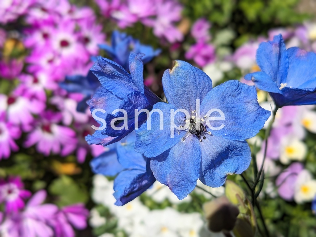 写真素材『青いデルフィニウム』