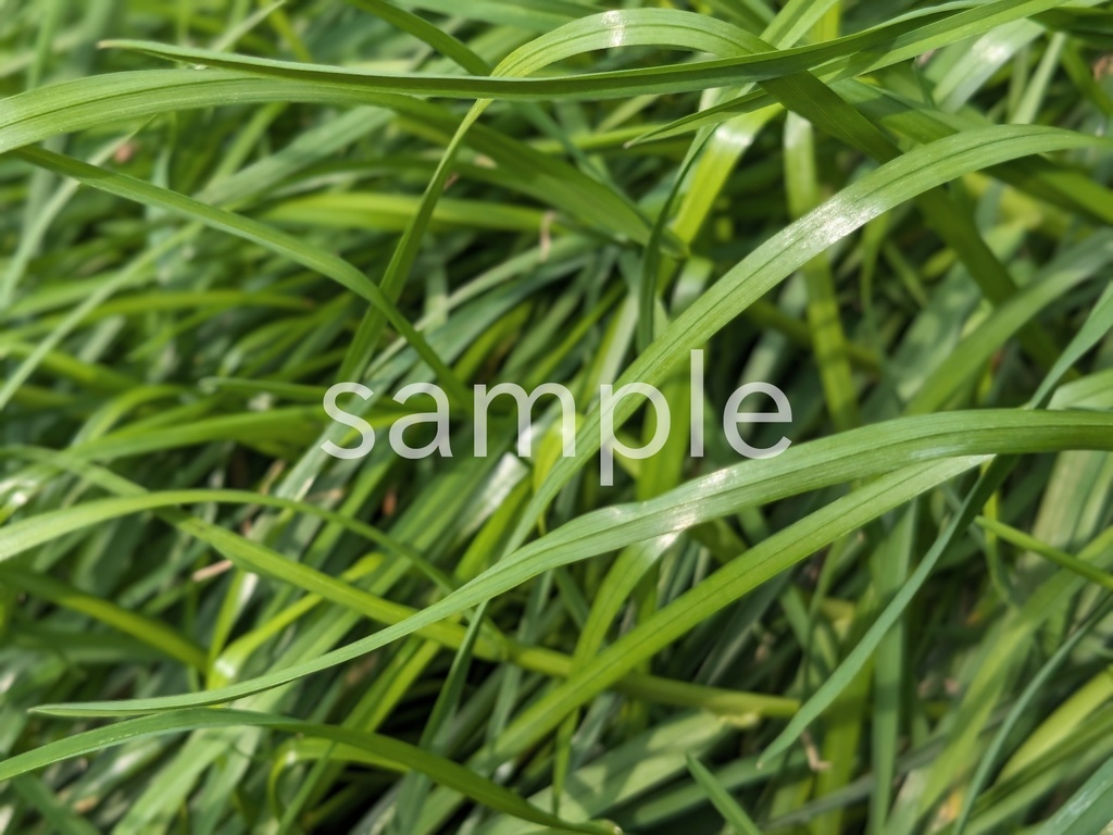 写真素材『葉』