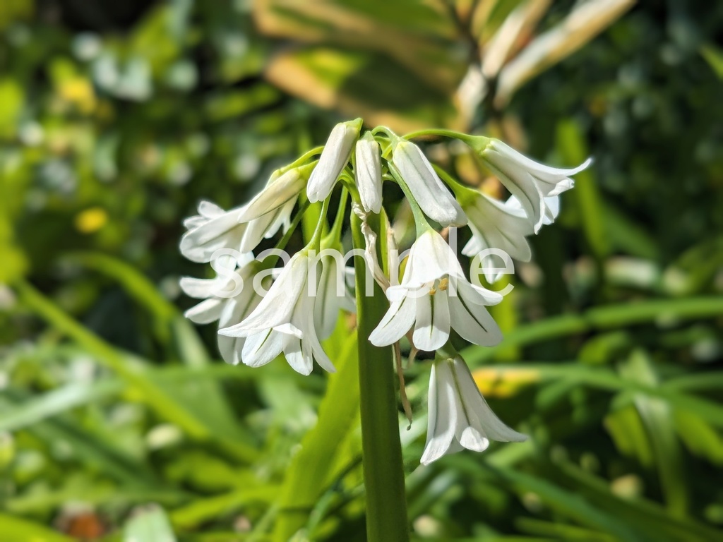 写真素材『アリウムトリケトラム』　