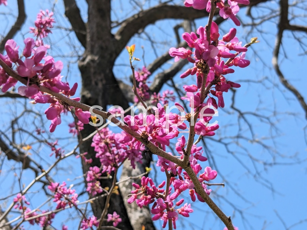 写真素材『ハナズオウ』