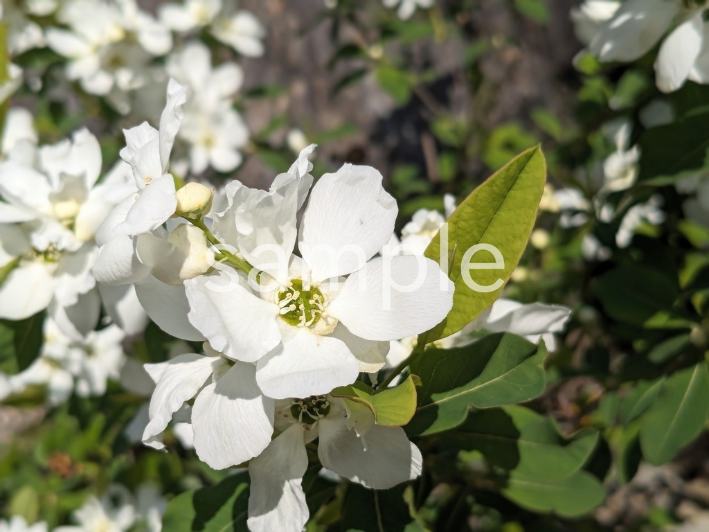 写真素材『リキュウバイ』