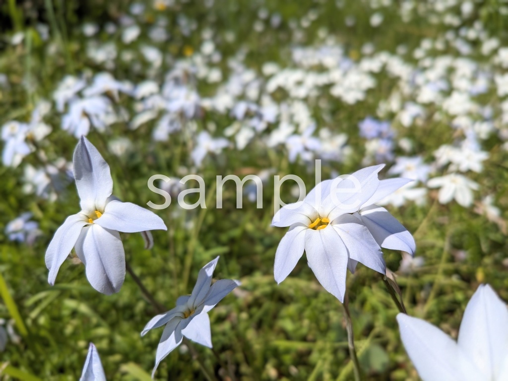 写真素材『白いハナニラ2』