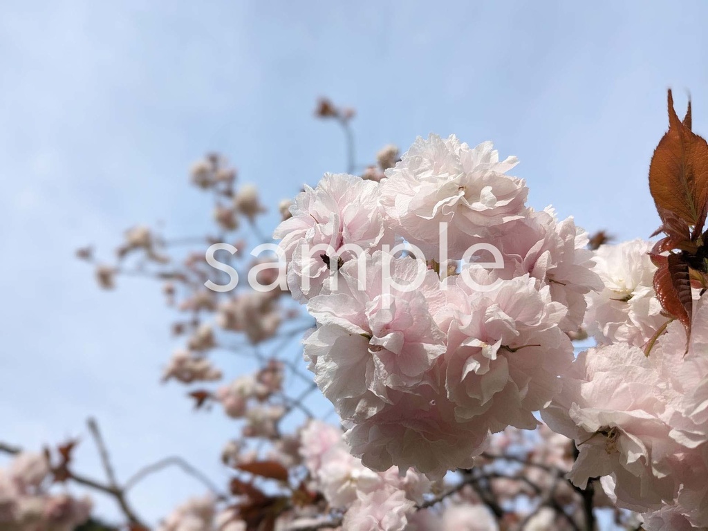 写真素材『サトザクラ』