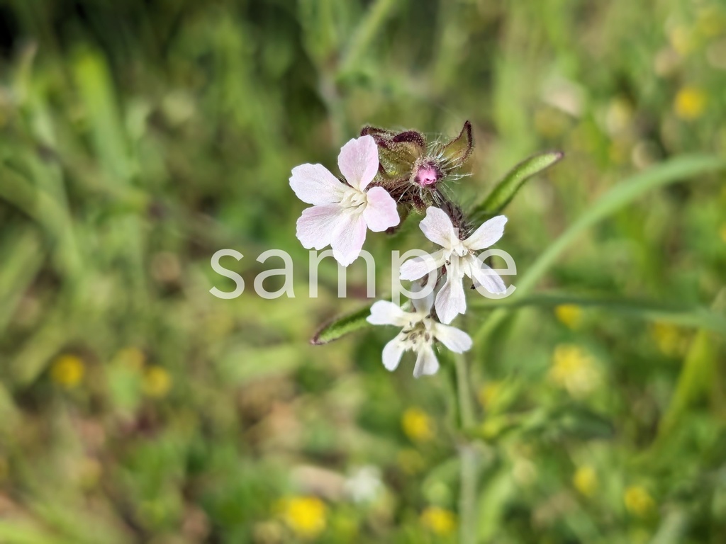 写真素材『シロバナマンテマ2』