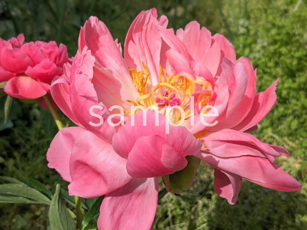 写真素材『ピンクのシャクヤク2』