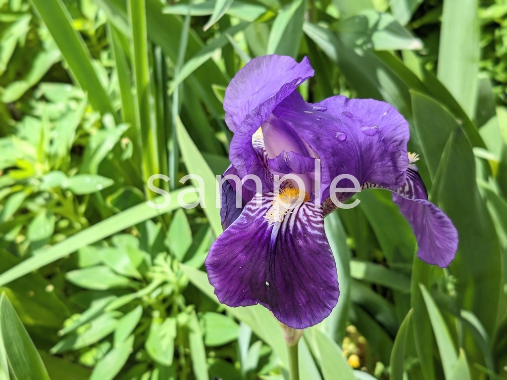 写真素材『ジャーマンアイリス』