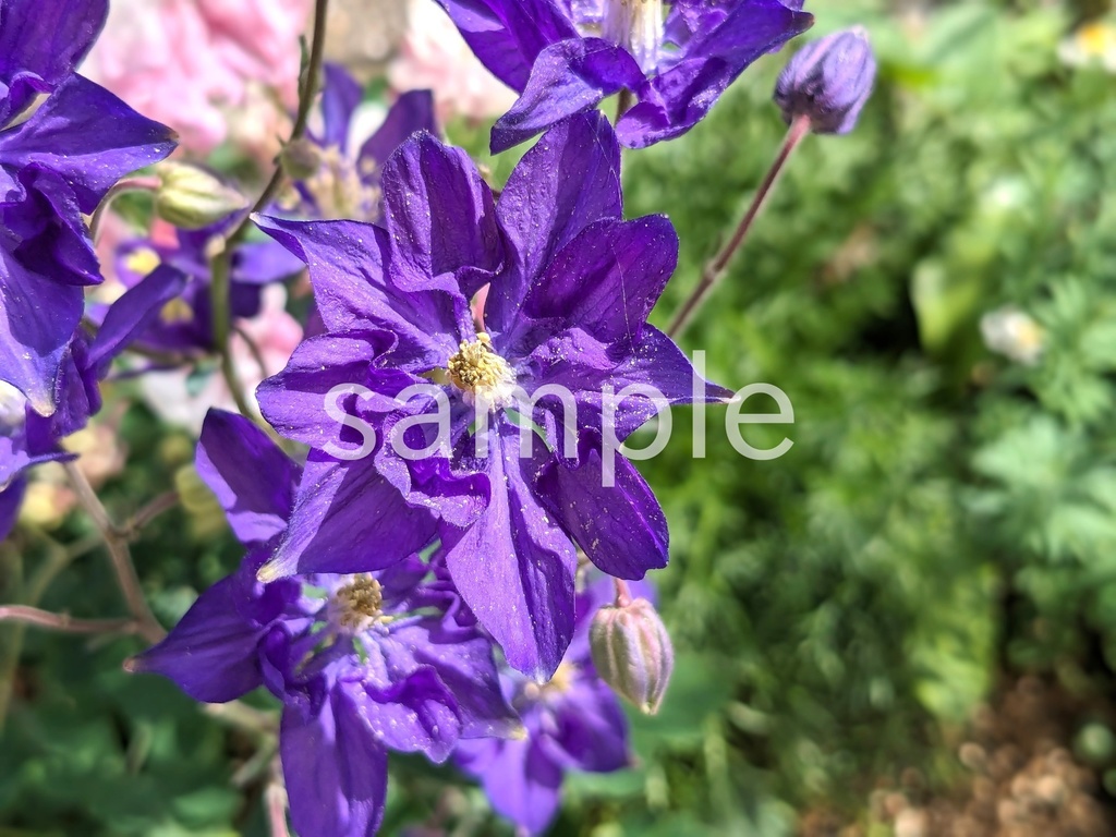 写真素材『紫のオダマキ』
