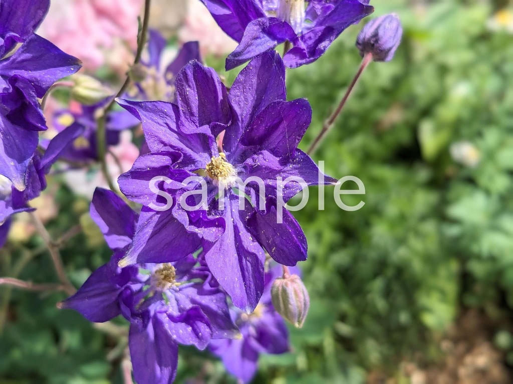 写真素材『紫のオダマキ』