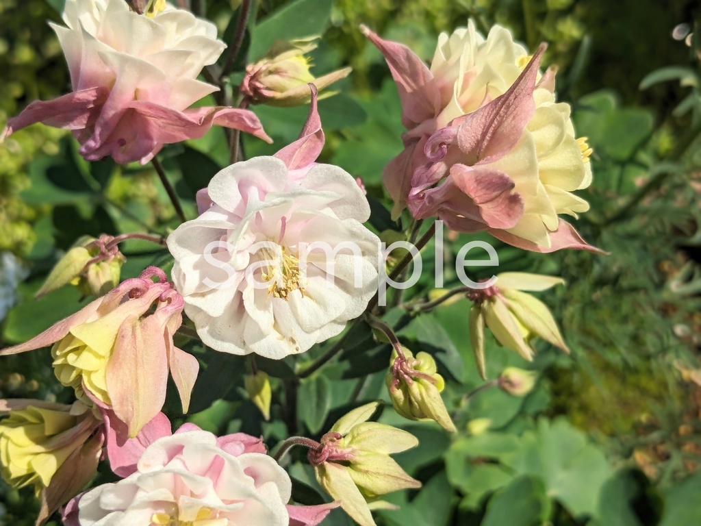 写真素材『白いオダマキ』