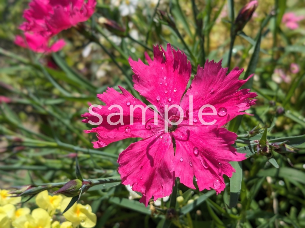 写真素材『濃いピンクのナデシコ』