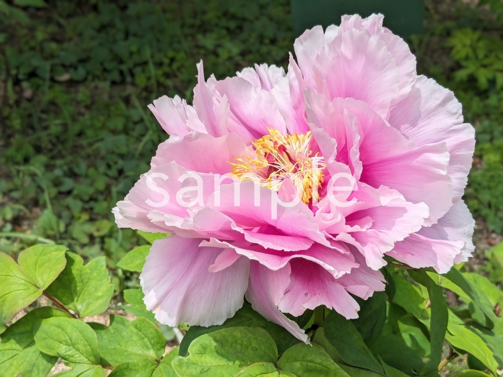 写真素材『ピンクのボタン』