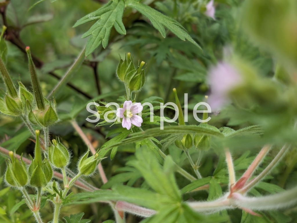 写真素材『アメリカフウロ』