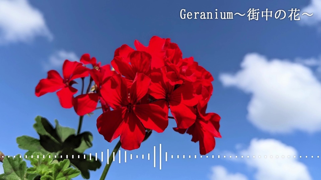 音楽素材『Geranium～街中の花～』BGM