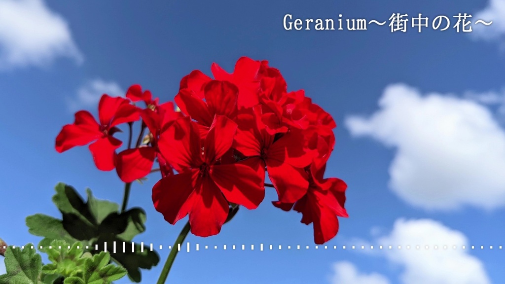 音楽素材『Geranium～街中の花～』BGM曲
