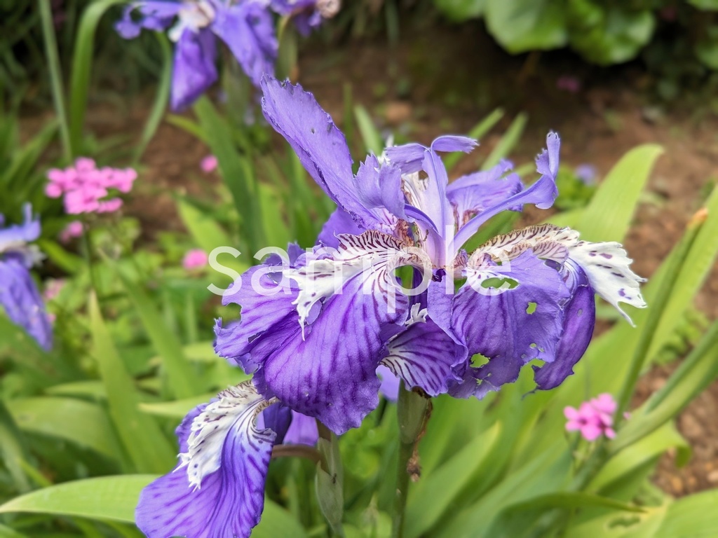 写真素材『イチハツ』