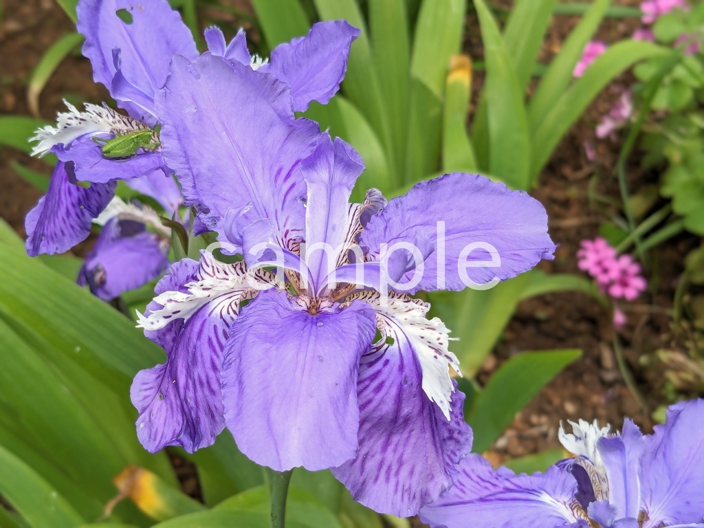 写真素材『イチハツ2』