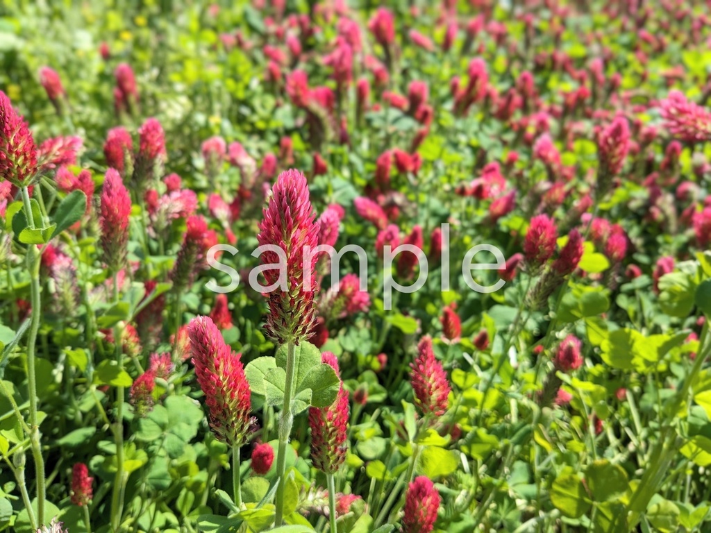 写真素材『ストロベリーキャンドル』