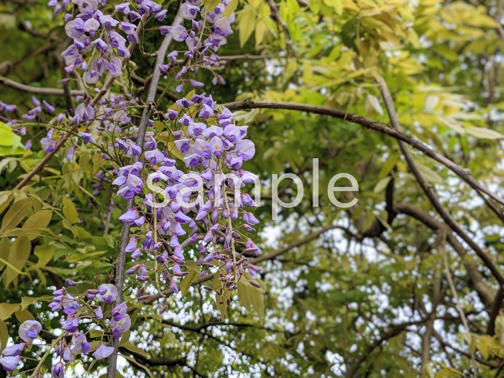 写真素材『フジ2』