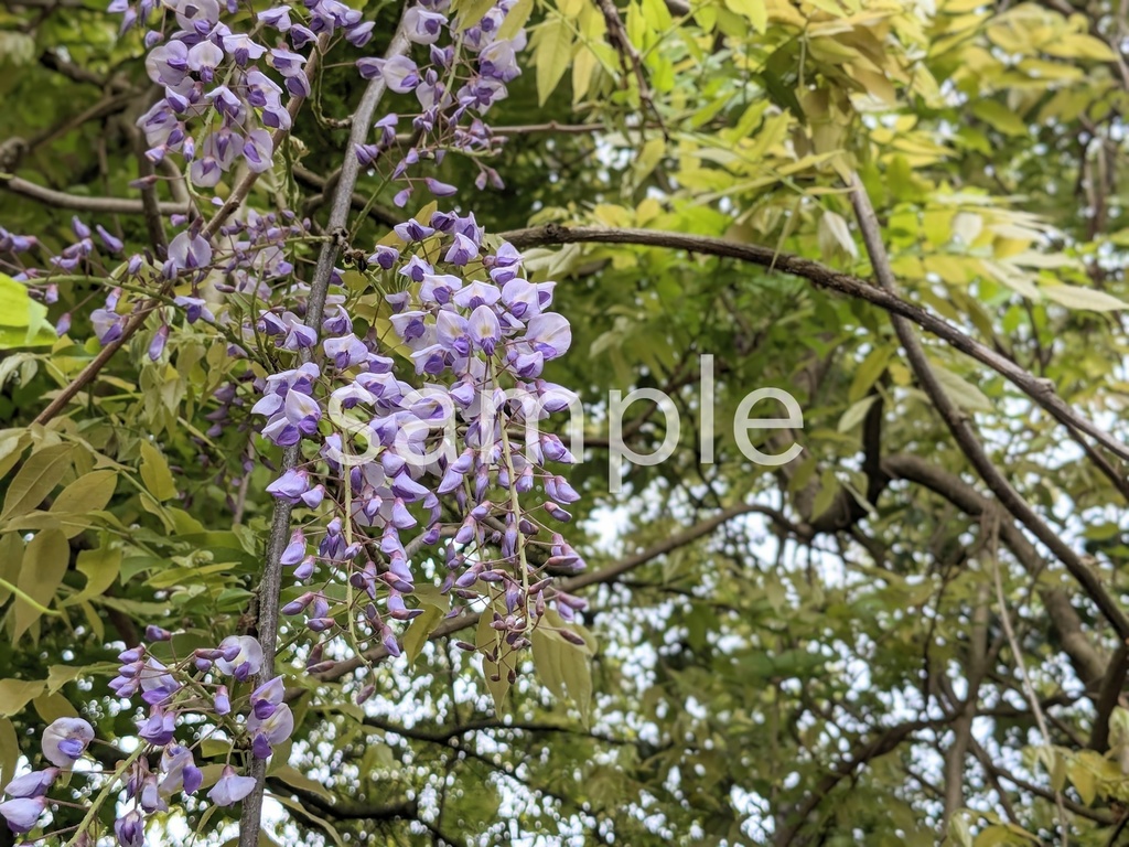 写真素材『フジ2』