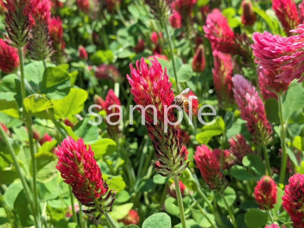 写真素材『ミツバチとストロベリーキャンドル』