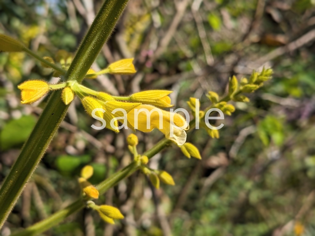 写真素材『黄色いサルビア』