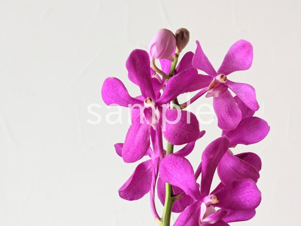 写真素材『白背景の紫のモカラ』