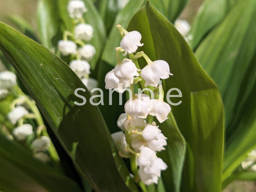 写真素材『白いスズラン』