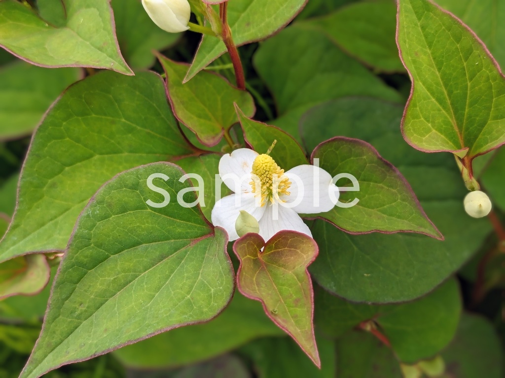 写真素材『ドクダミ』