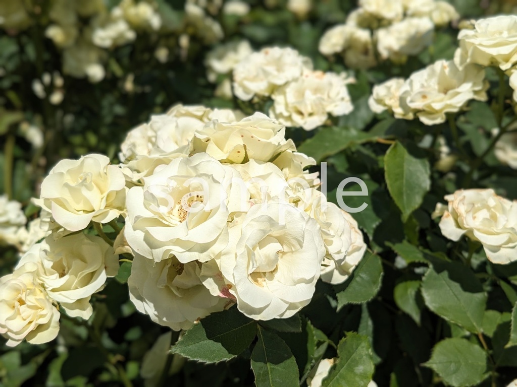 写真素材『白いバラ』