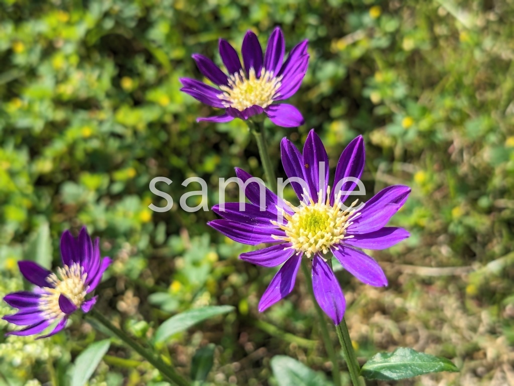 写真素材『紫のミヤコワスレ』