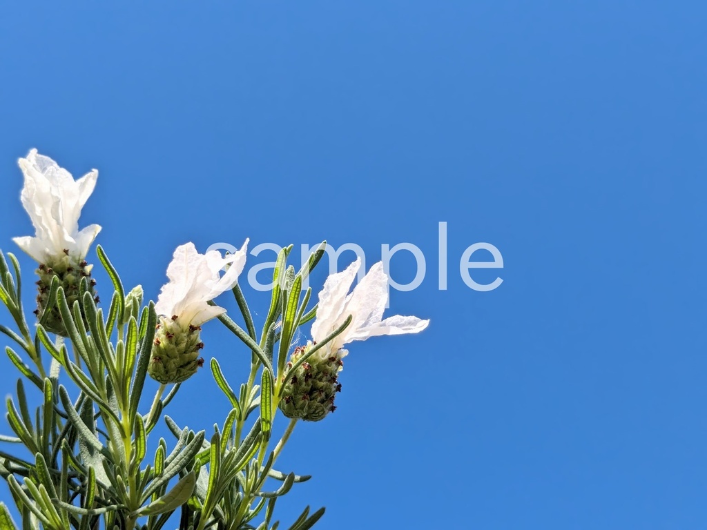 写真素材『空と白いラベンダー』