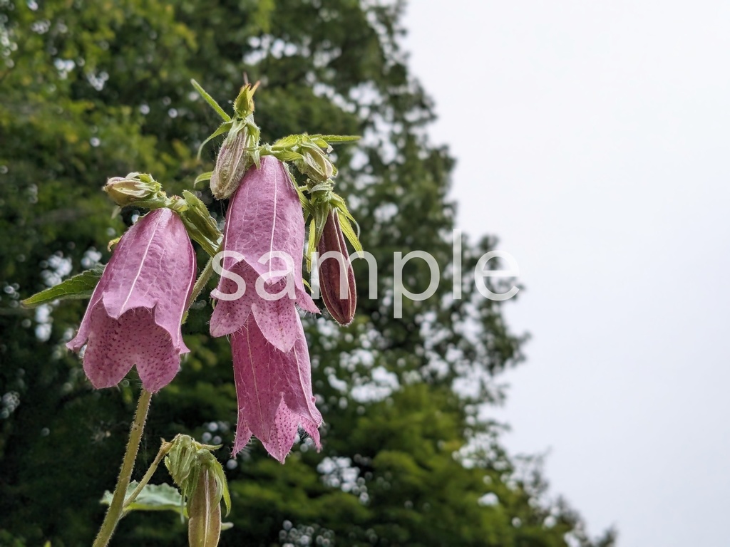 写真素材『紫のホタルブクロ』