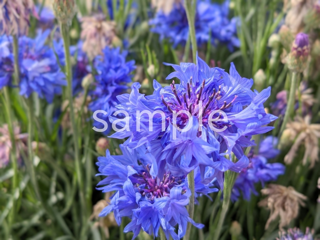 写真素材『青いヤグルマギク』