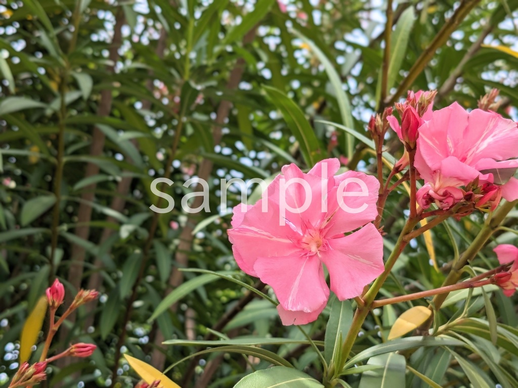 写真素材『ピンクのキョウチクトウ3』