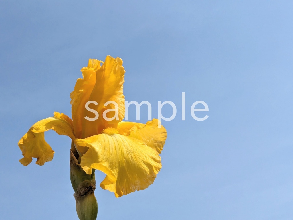 写真素材『空と黄色いジャーマンアイリス』