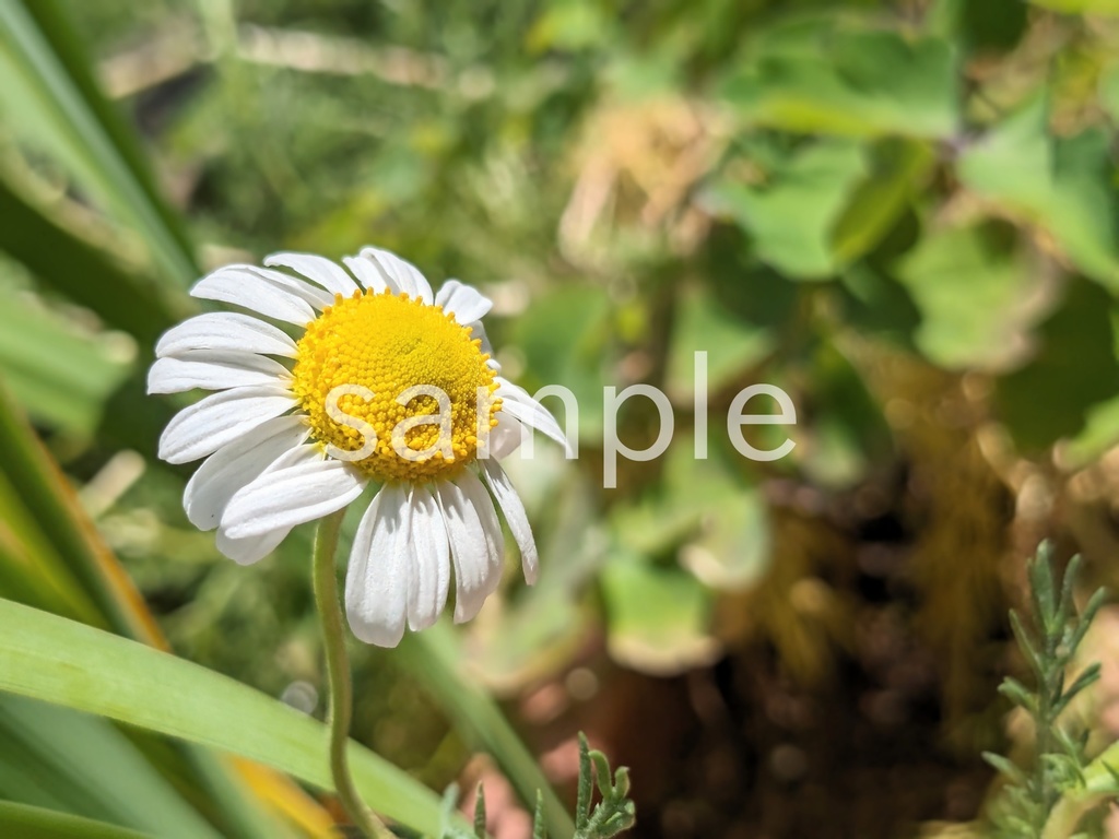 写真素材『カモミール』