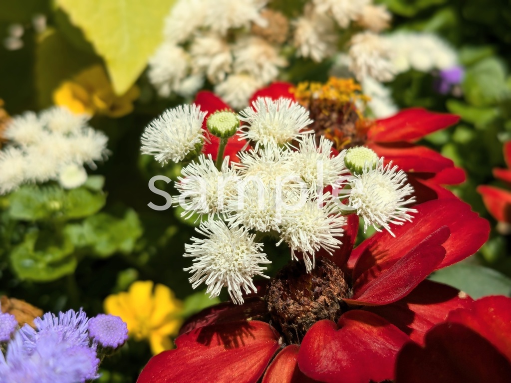 写真素材『白いアゲラタム』