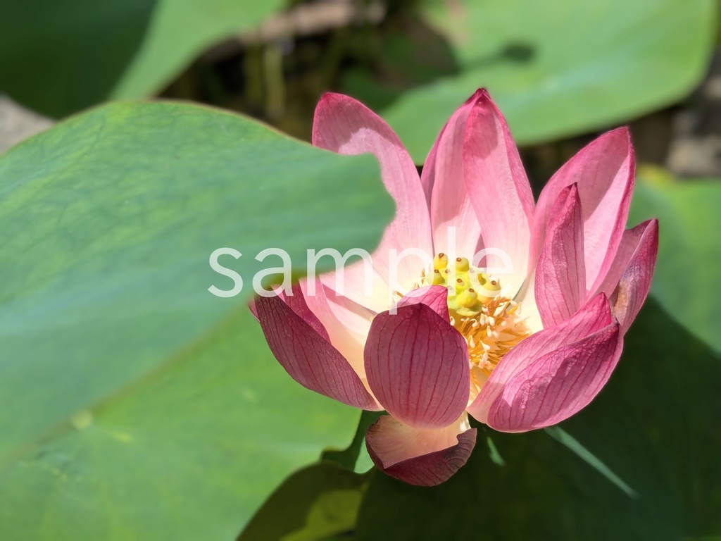 写真素材『ハス』