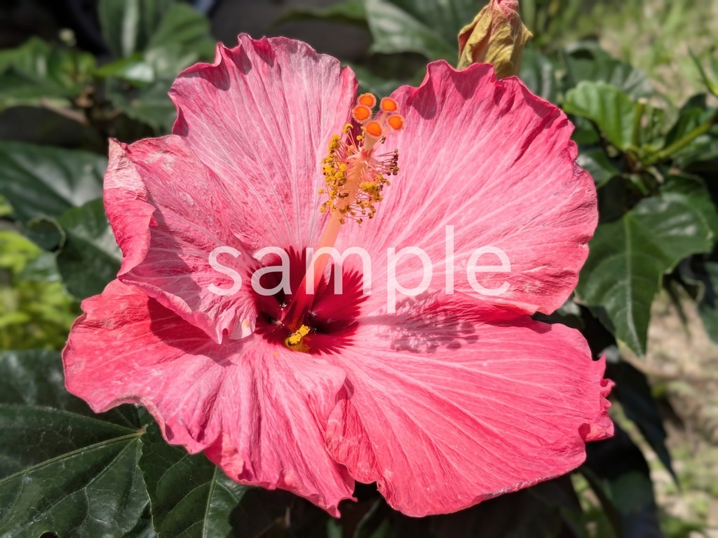 写真素材『ピンクのハイビスカス』