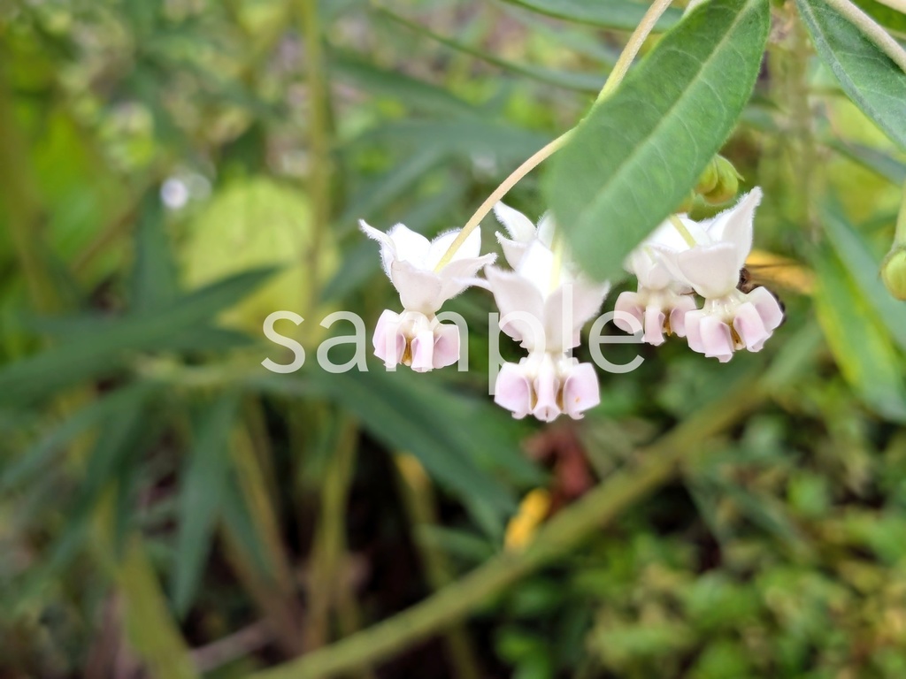 写真素材『フウセントウワタの花』