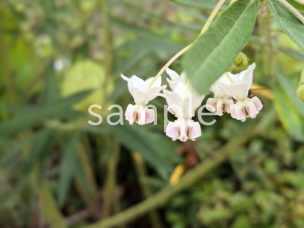 写真素材『フウセントウワタの花』