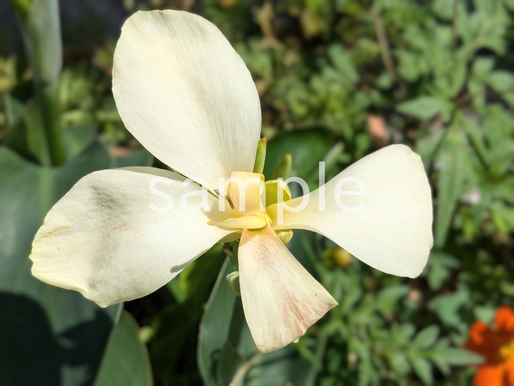 写真素材『白いカンナ』