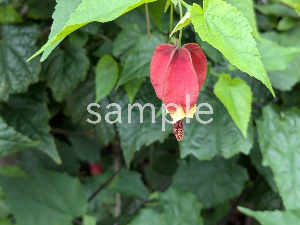 写真素材『アブチロン・チロリアンランプ』