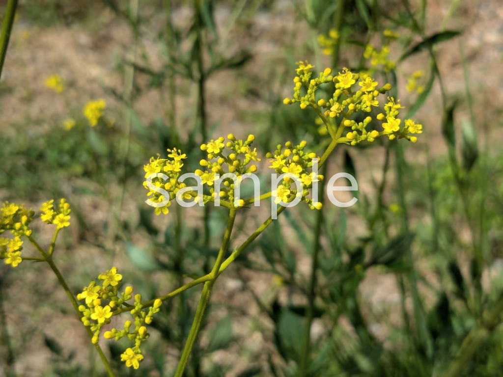 写真素材『オミナエシ』