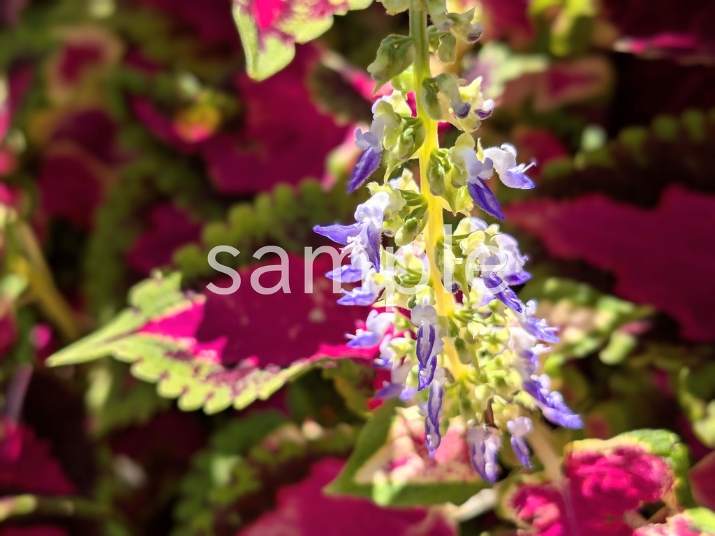 写真素材『コリウスの花2』