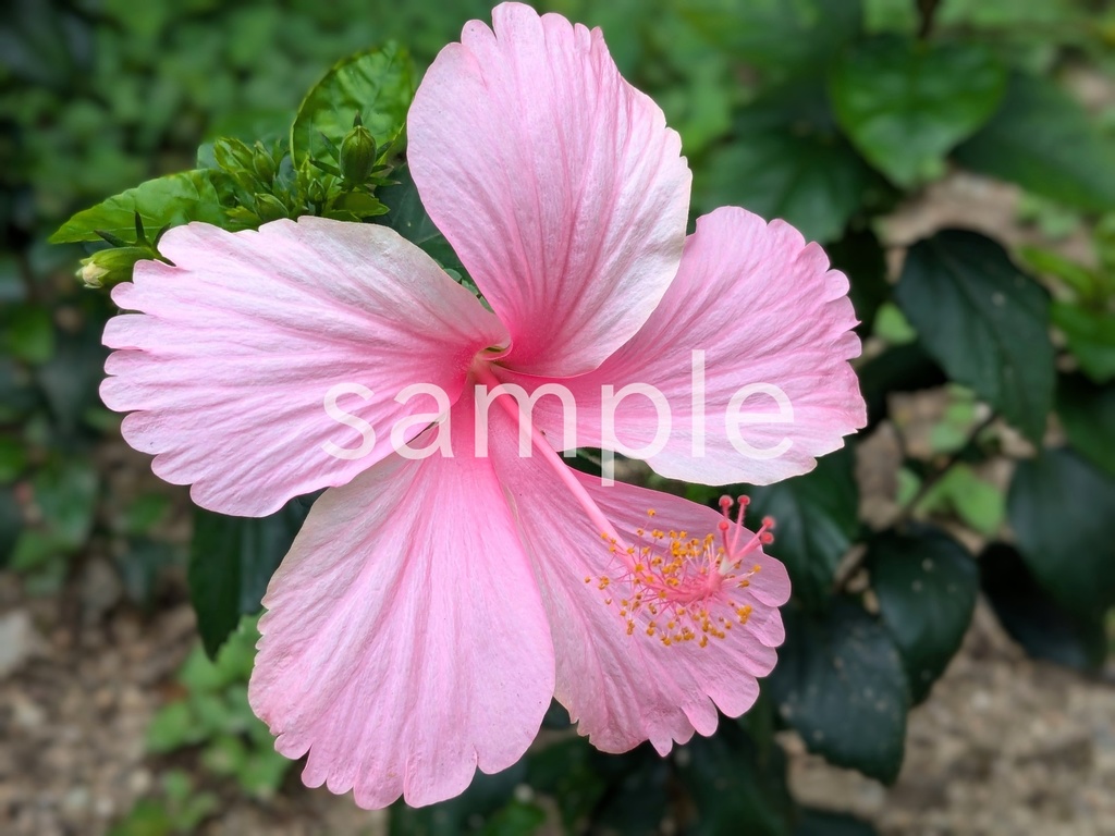 写真素材『ピンクのハイビスカス2』