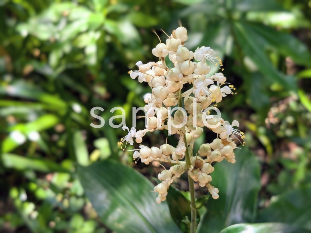 写真素材『ヤブミョウガ2』