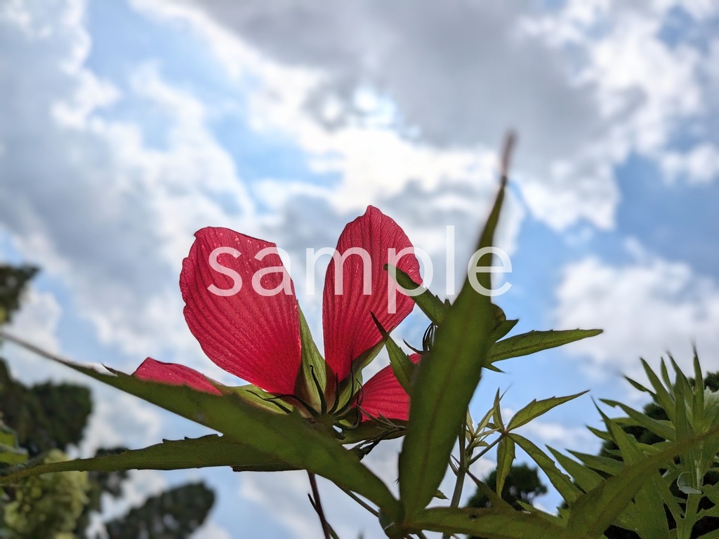 写真素材『空とモミジアオイ』