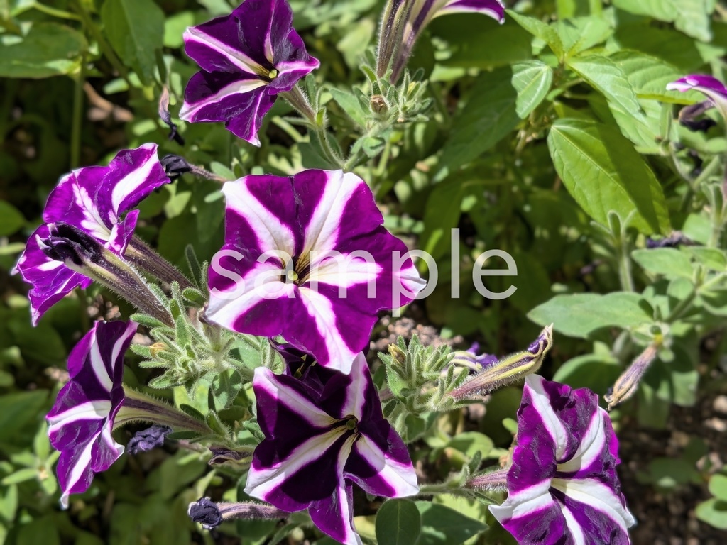 写真素材『紫のペチュニア2』