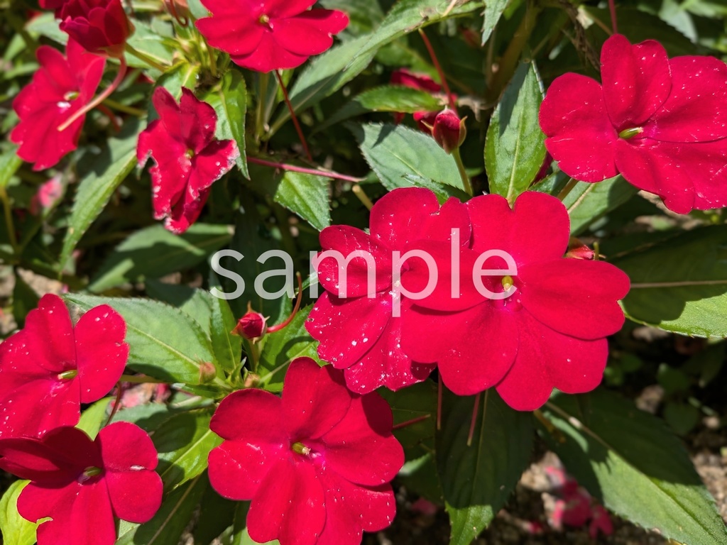 写真素材『赤いインパチェンス』